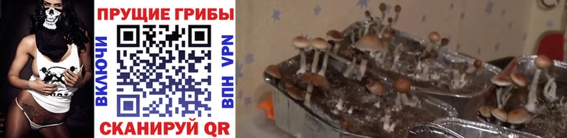 Галлюциногенные грибы Cubensis  купить наркоту  Слюдянка 